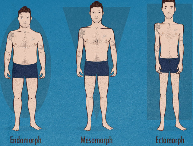 ТИПЫ ТЕЛОСЛОЖЕНИЯ